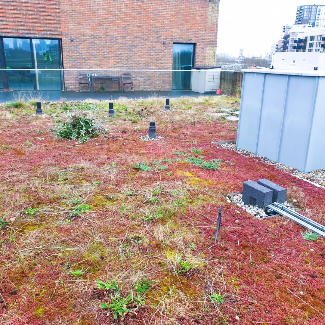 International Bat Appreciation Day. Green and Brown roofs provide perfect habitats for bats as well as feeding grounds, bats can eat up to 1000 mosquitos a day!! #fullerandthomas #loveconstruction #internationalbatappreciationday #greenroofs #brownroofs #habitats #conservation