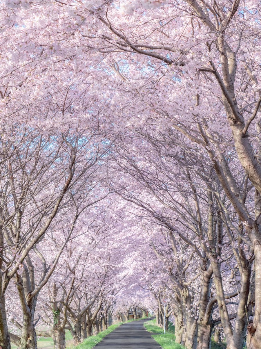 空が桜で覆われた道が美しかった
