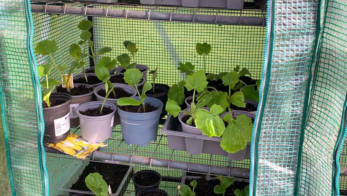 Thank you to Norwich School's Garden Group for these latest images - including courgette, cucumber and aubergine coming along nicely in the greenhouse 🌱⁠ ⁠ #thevoiceofgrowth #oneschoolmanyvoices