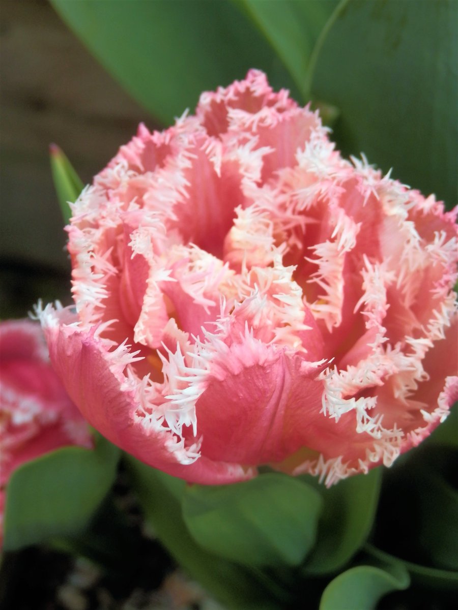 Skog200's tweet image. #Tulipsinspring .