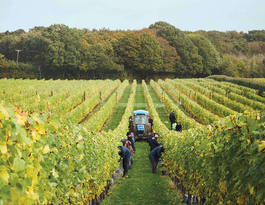 As a pioneer for English sparkling wines, @BalfourWinery has a long and celebrated history. Editor Rachel Hicks caught up with Balfour’s head winemaker, Fergus Elias, to find out what it takes to win gold on the world #wine stage 🥂 fruitandvine.co.uk/business-susta… #vine #SparklingWine