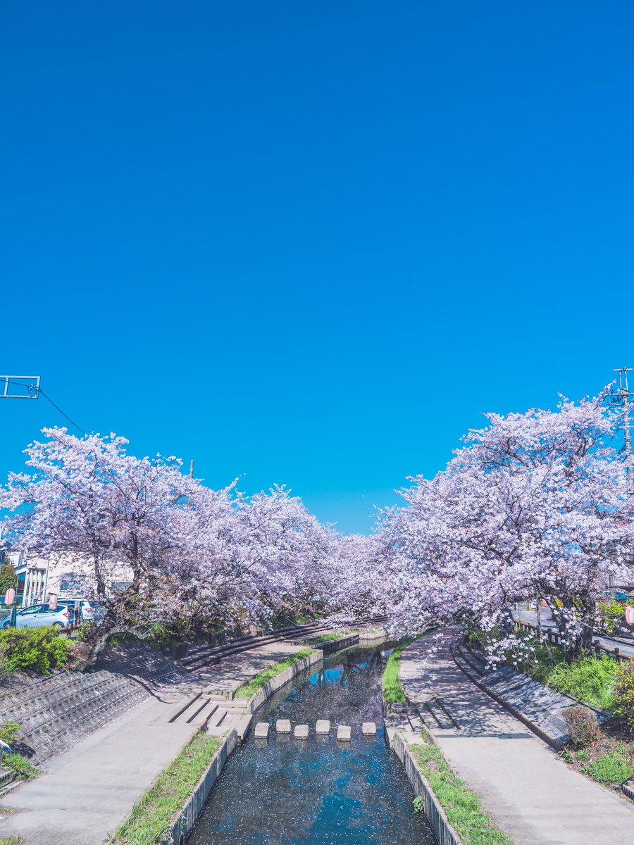 儚い季節。

#写真好きな人と繋がりたい
 #カメラ好きな人と繋がりたい 
#ファインダー越しの私の世界
 #キリトリセカイ #東京カメラ部 #photography