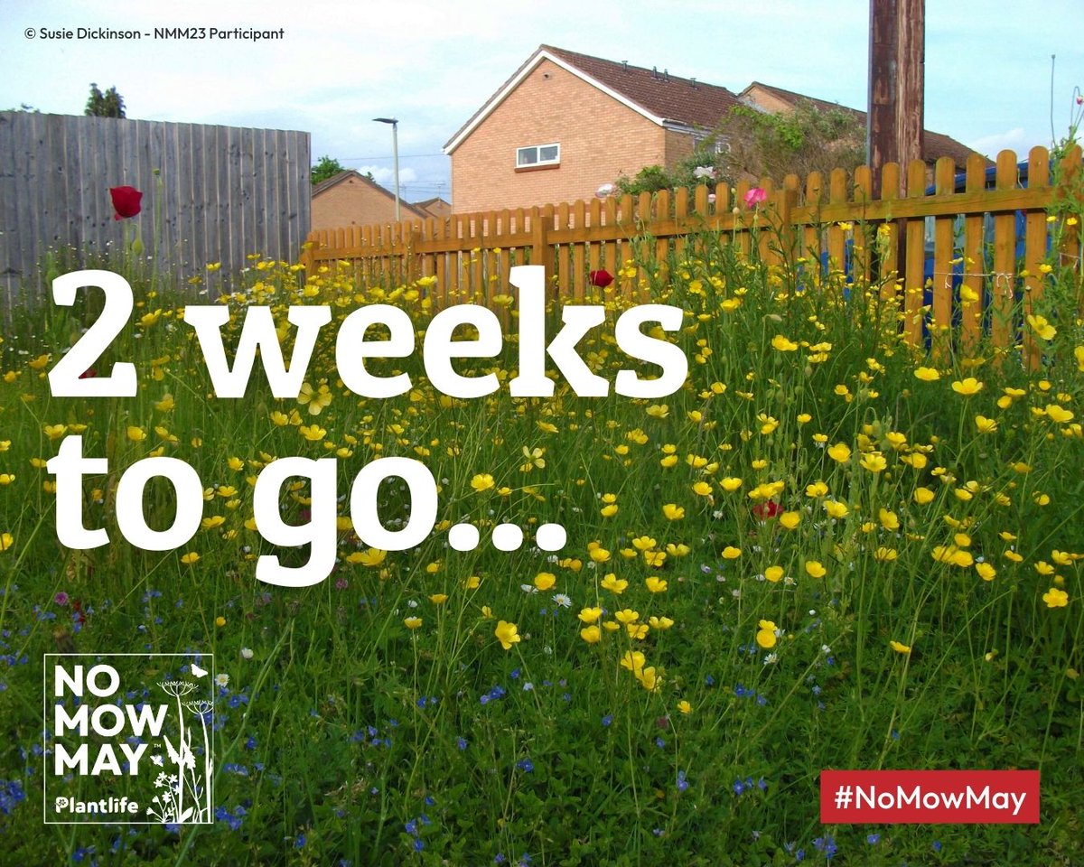 Only 2 weeks until the start of Plantlife’s #NoMowMay!🎉 If you are eager to give wildflowers a head start this summer, register now!🌷 👉 bit.ly/3UWii6B Will you be taking part in #NoMowMay24❓
