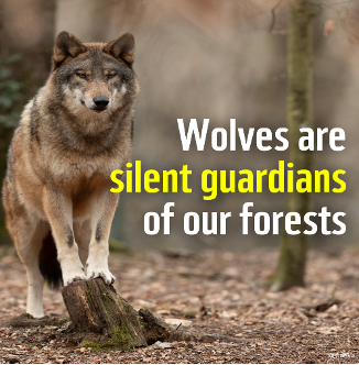 ❓ Did you know that #wolves keep our forests healthy? As they regulate ungulate populations & reduce the incidence of diseases by killing sick individuals, wolves keep ecosystems in check, saving us millions of euros. Let's strive for #coexistence with wolves! 🐺