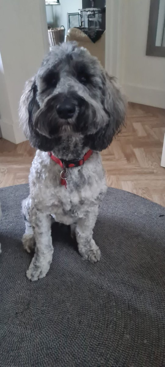louisejackson27's tweet photo. @AidanSevers This is my dog Kaia who comes to school every Friday with me - it’s the highlight of the week for children &amp; staff https://t.co/pAvAQ1LJ3J