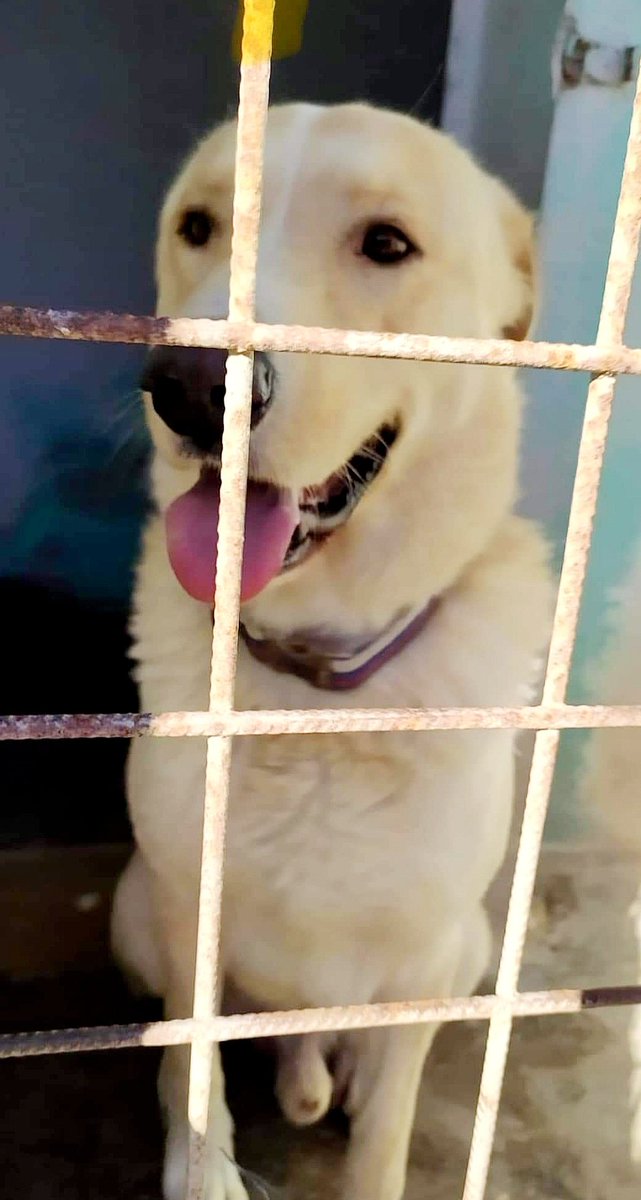 🆘️RUDY🆘️ giovane cagnolone di circa 2 anni taglia medio grande, molto buono , in ricerca continua di coccole🩷vaccinato e chippato, abituato anche con altri cani ,si trova in canile in Puglia. Si affida solo con pre e post affido.Viaggia per buona adozione. Info☎️335/6000910