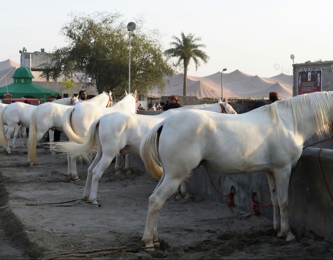 #BeautifulHorsesOfPakistan #horses #horsesofinstagram #equestrian #horseriding #equine #pferd #equestrianlife #dressage #horselove #instahorse #love #horselover #showjumping