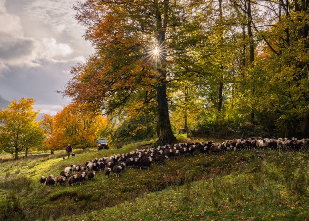 Croftfoot's tweet photo. I’m delighted to have a selection of work on display, and for sale in the wonderful Grasmere Gather. https://t.co/q7TJaXZjtu  
They stock terrific local artisan products and have a great cafe to boot. 
Stocking, exclusively; ‘Autumn Gather’. #LakeDistrict #Cumbria https://t.co/YnGT8eX90i
