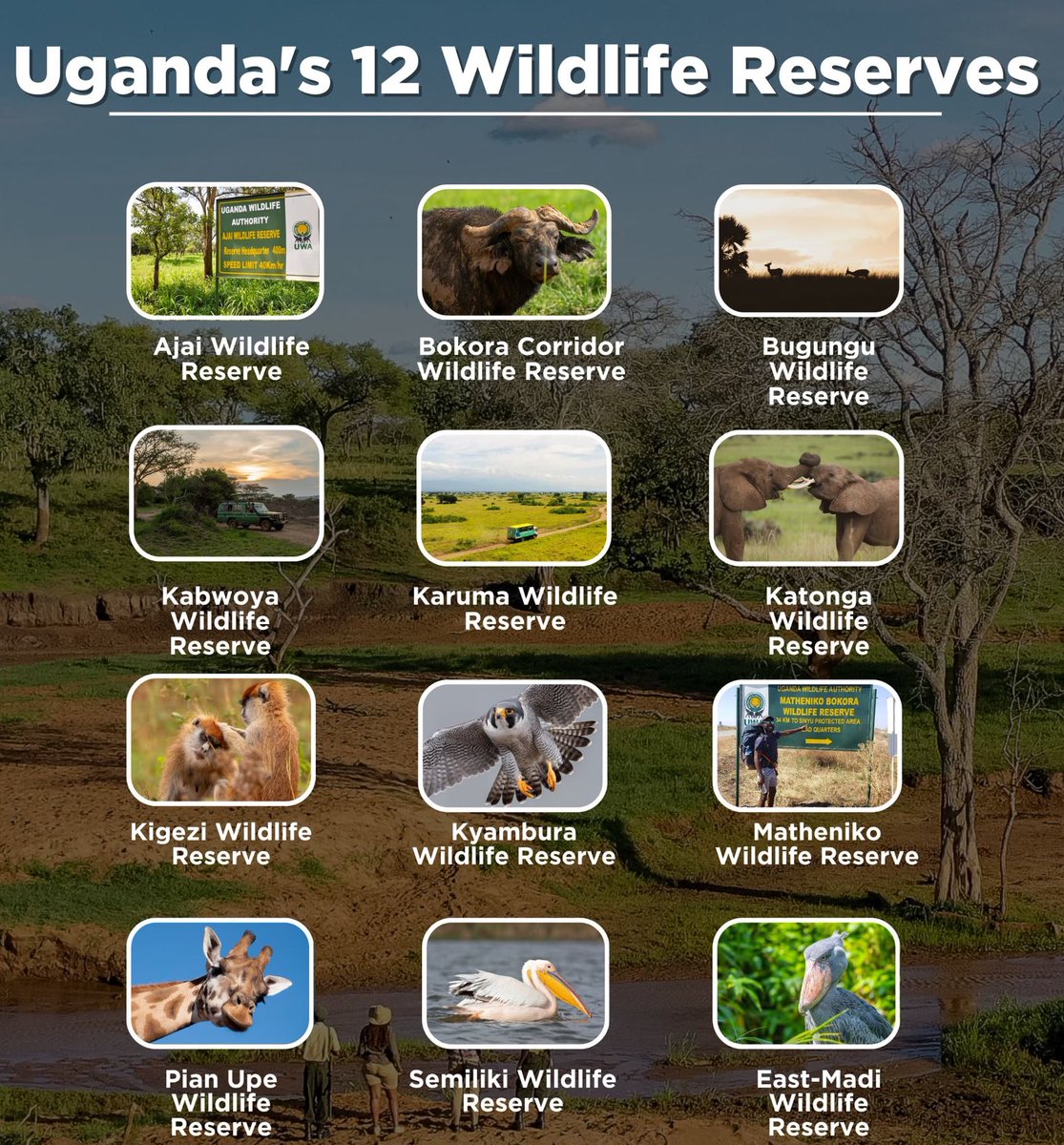 How many reserves have you visited so far? Today, I have finally visited Kabwoya Game Reserve, one to go East-Madi wildlife reserve, we need those pics also😁🤝
