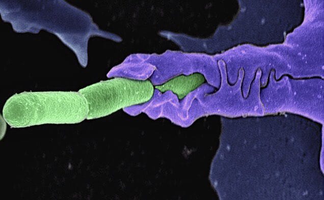 immune system cell swallowing anthrax bacteria under the electron microscope