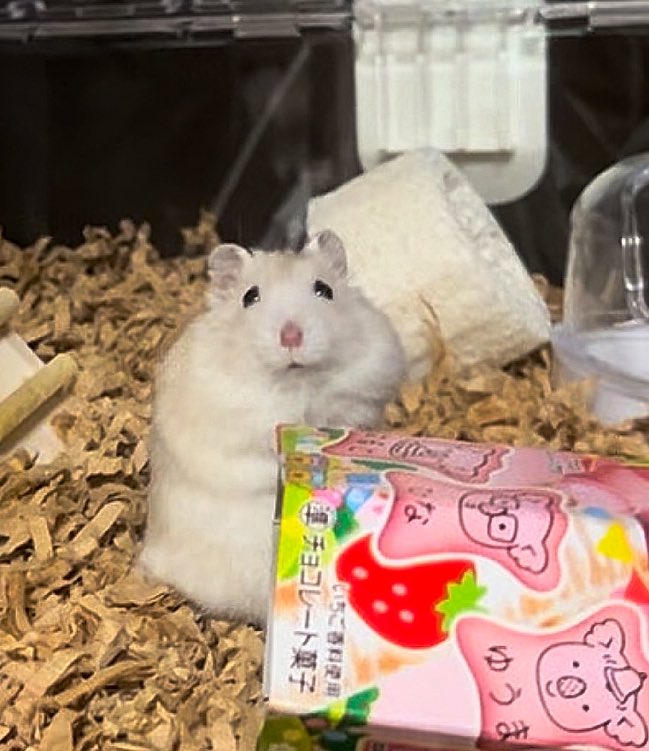 🐹「ぼくもコアラのマーチ食べてみたい」
 #ジャンガリアン  #ハムスター