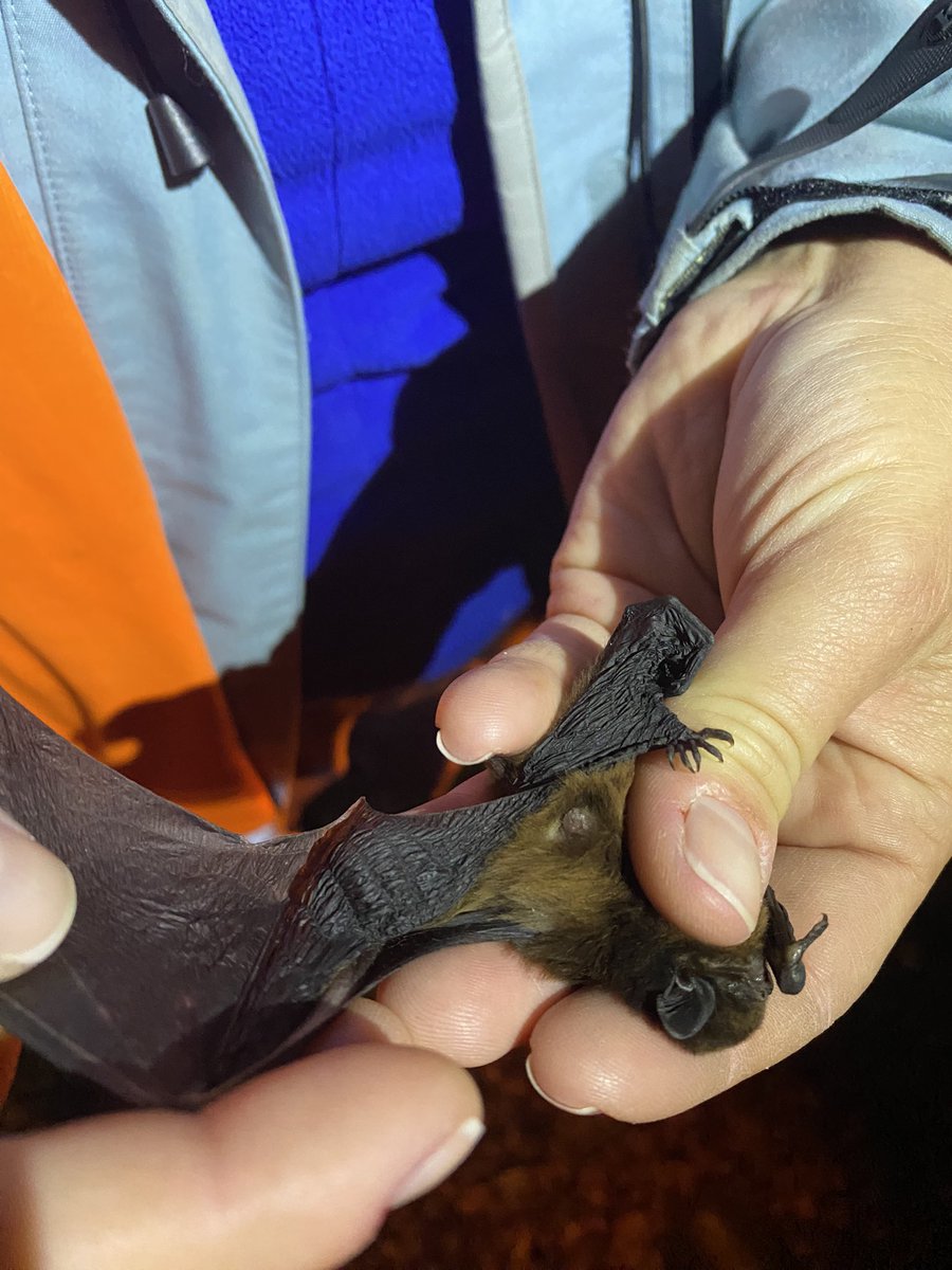 NZ Bat Conservation tweet media