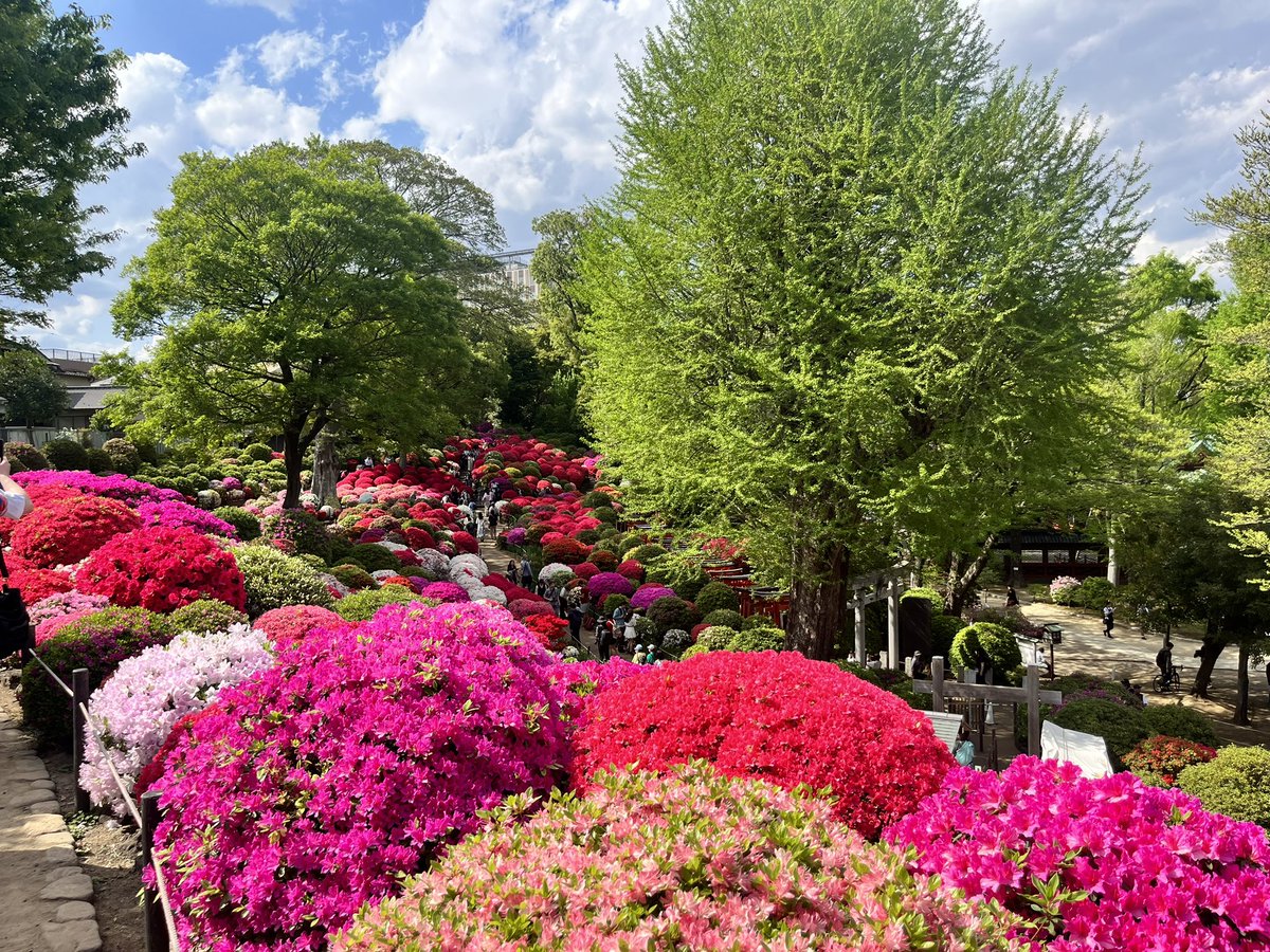 minorta's tweet photo. I’m enjoying the spring of Japan. https://t.co/oTUaAt9aP0