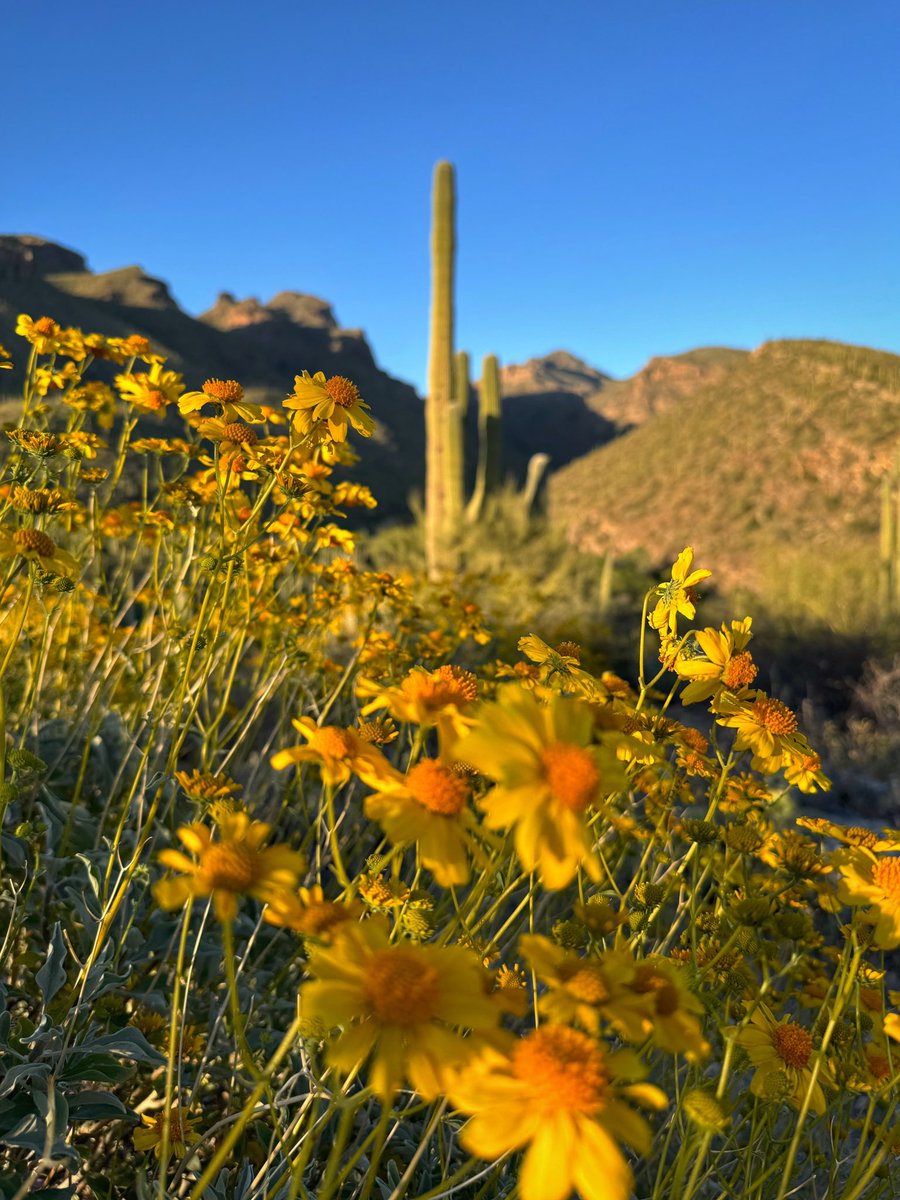 Allophile's tweet image. Soaking up this Tucson evening in the still-blooming desert…
#azwx #getintotheoutthere @thephotohour @VisitTucsonAZ 
instagram.com/p/C52fJYBrwec/…
@apple #shotoniPhone15proMax