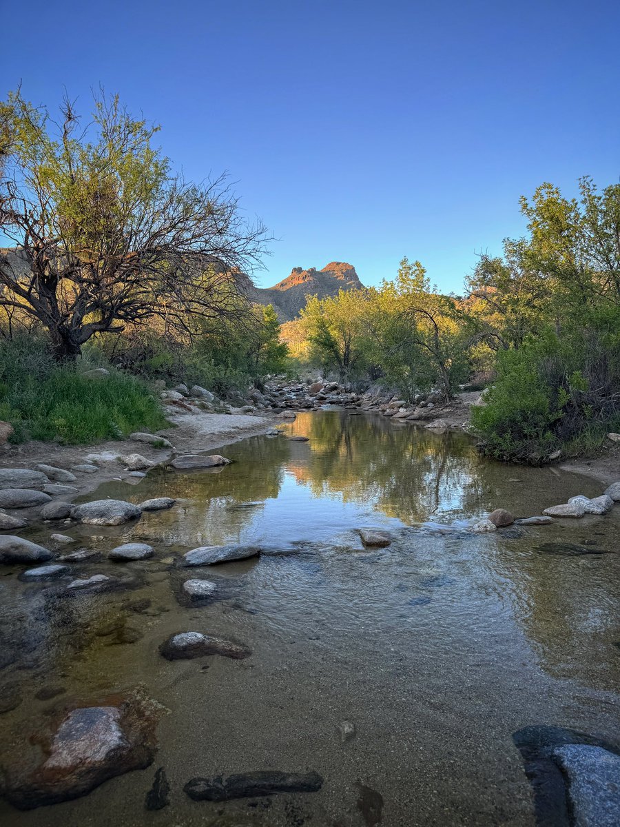 Allophile's tweet image. Soaking up this Tucson evening in the still-blooming desert…
#azwx #getintotheoutthere @thephotohour @VisitTucsonAZ 
instagram.com/p/C52fJYBrwec/…
@apple #shotoniPhone15proMax