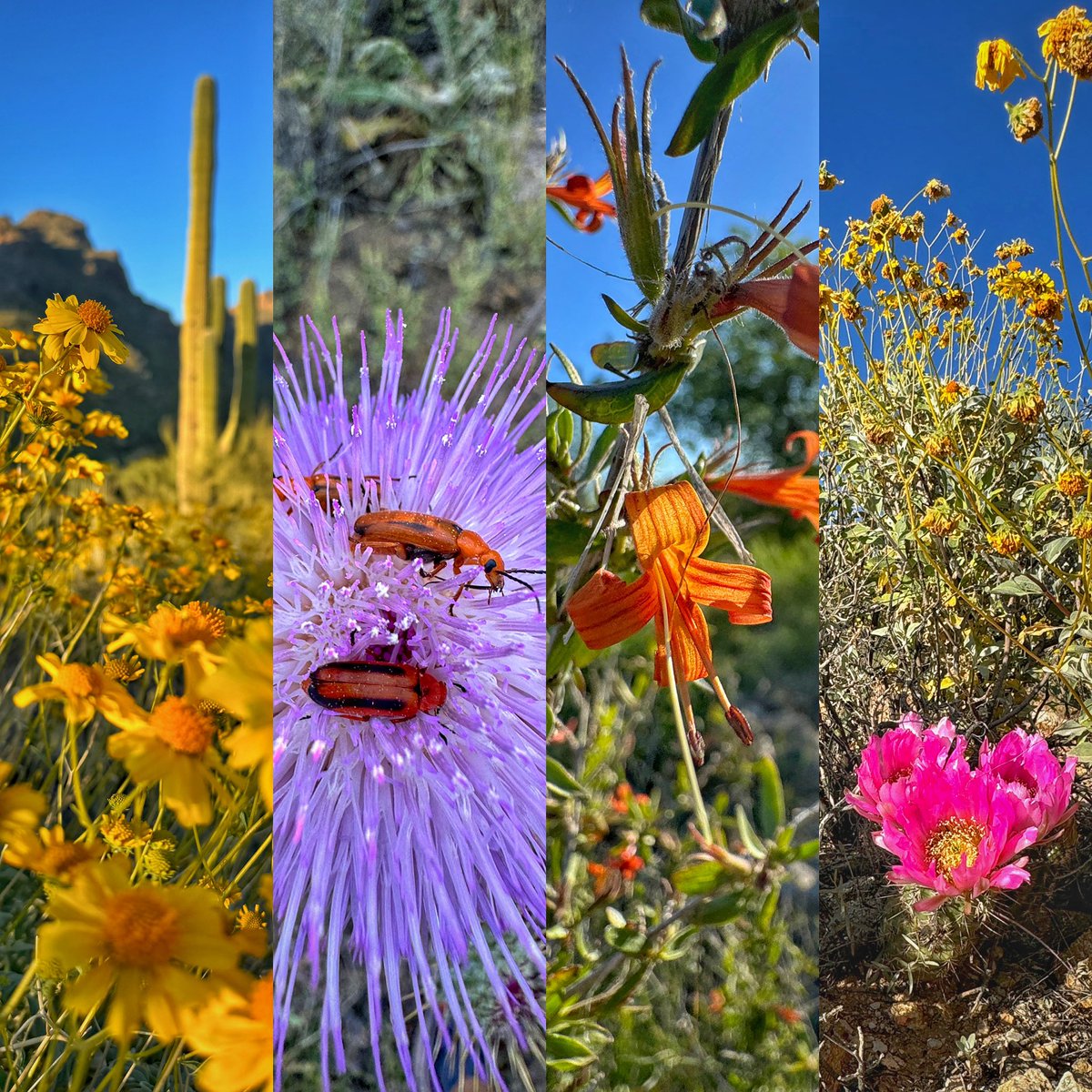 Allophile's tweet image. Soaking up this Tucson evening in the still-blooming desert…
#azwx #getintotheoutthere @thephotohour @VisitTucsonAZ 
instagram.com/p/C52fJYBrwec/…
@apple #shotoniPhone15proMax