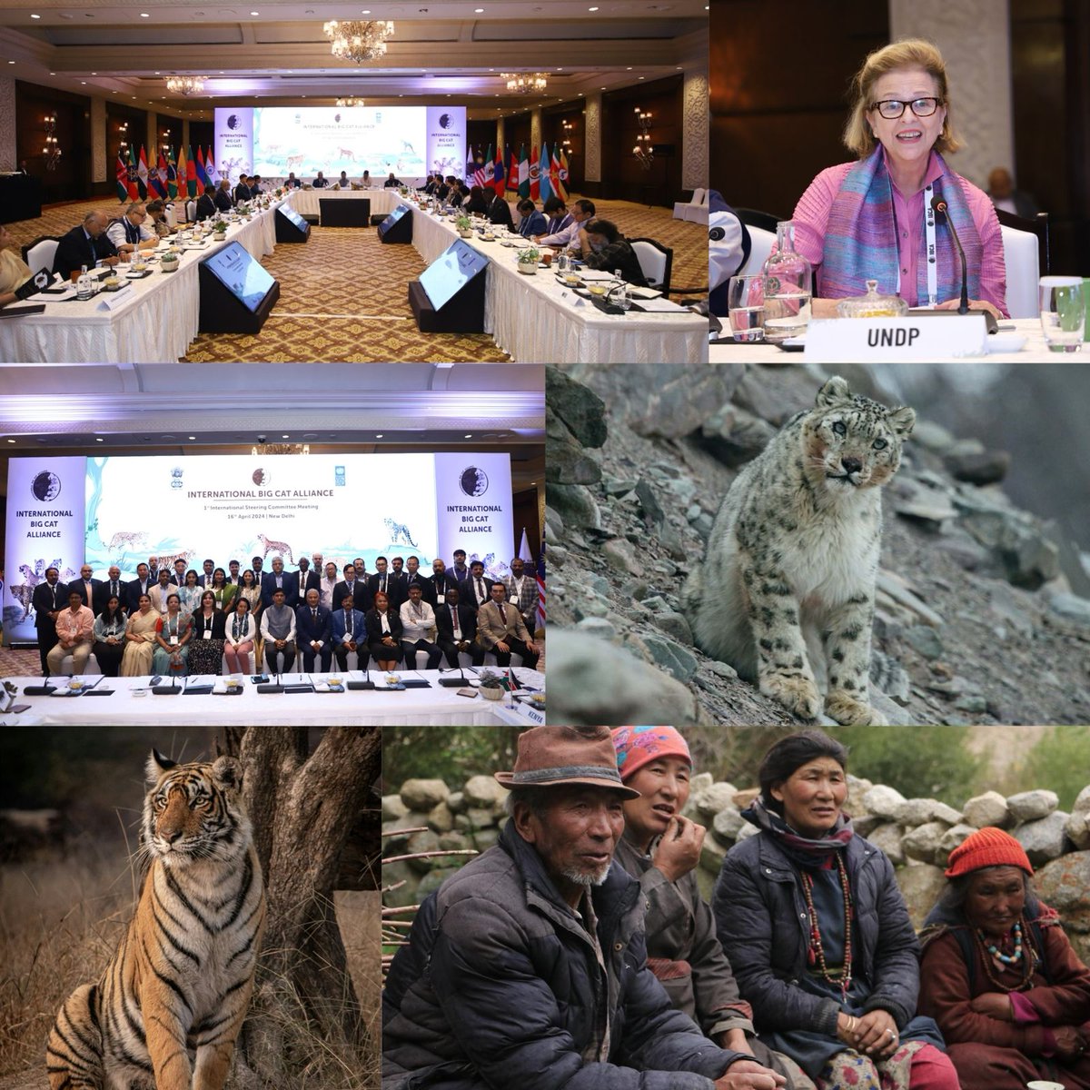 There are 7⃣ big cat species🦁🐯 around the 🌏 who play a key role in maintaining natural ecosystems🌳.

@UNDP🇮🇳 supported @moefcc & @ntca_india in organising 1st Int'l Steering Committee Mtng of Int'l Big Cat Alliance #IBCA, led by 🇮🇳, to promote big cat conservation.

@WiesenC