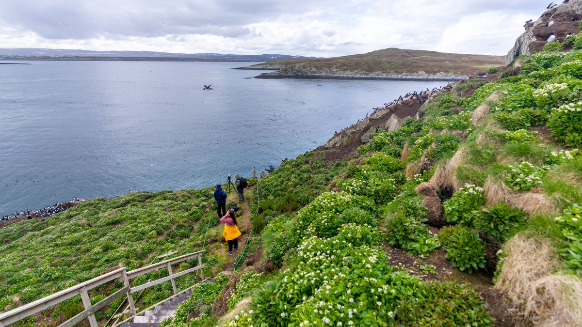 See Atlantic Puffins and Steller's Eider in Norway's birdwatching hotspot! visitnorway.com/things-to-do/o… #norway #birdwatching