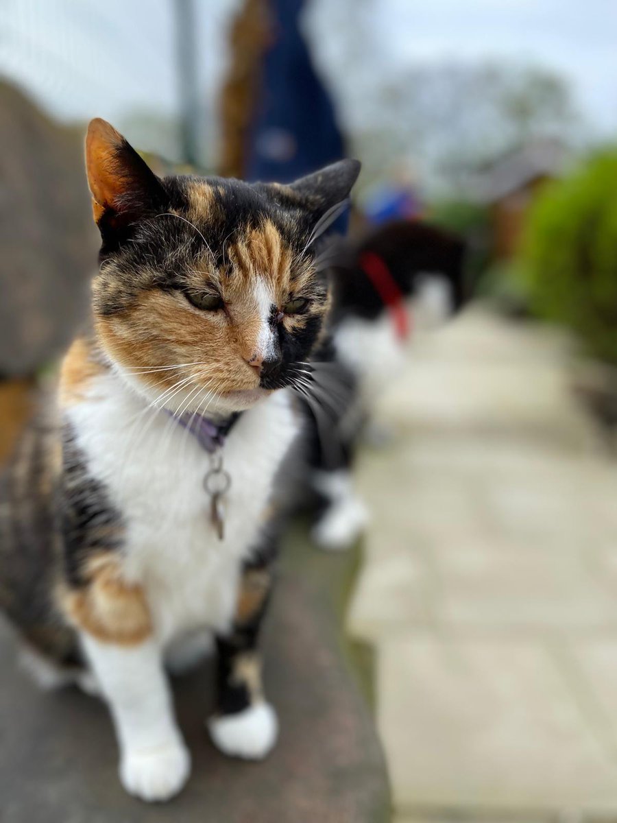 #WhiskersWednesday ~ Jinkxie is such a sweet & gentle girl who loves cuddles from the volunteers & visitors #inthecompanyofcats #catlovers #purrfectfelines #catrescue #cats