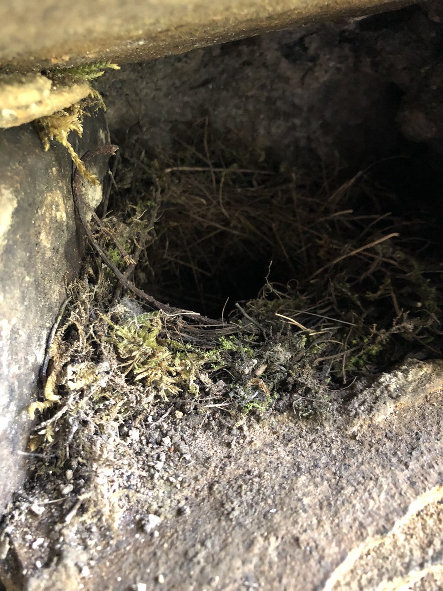 Grey Wagtails are also negatively impacted by all the rains. Only one complete clutch & other nests under construction including a stone alcove we made to counter previous roof falls in a tunnel & another in a medieval bridge where i first saw them as a bairn c1979