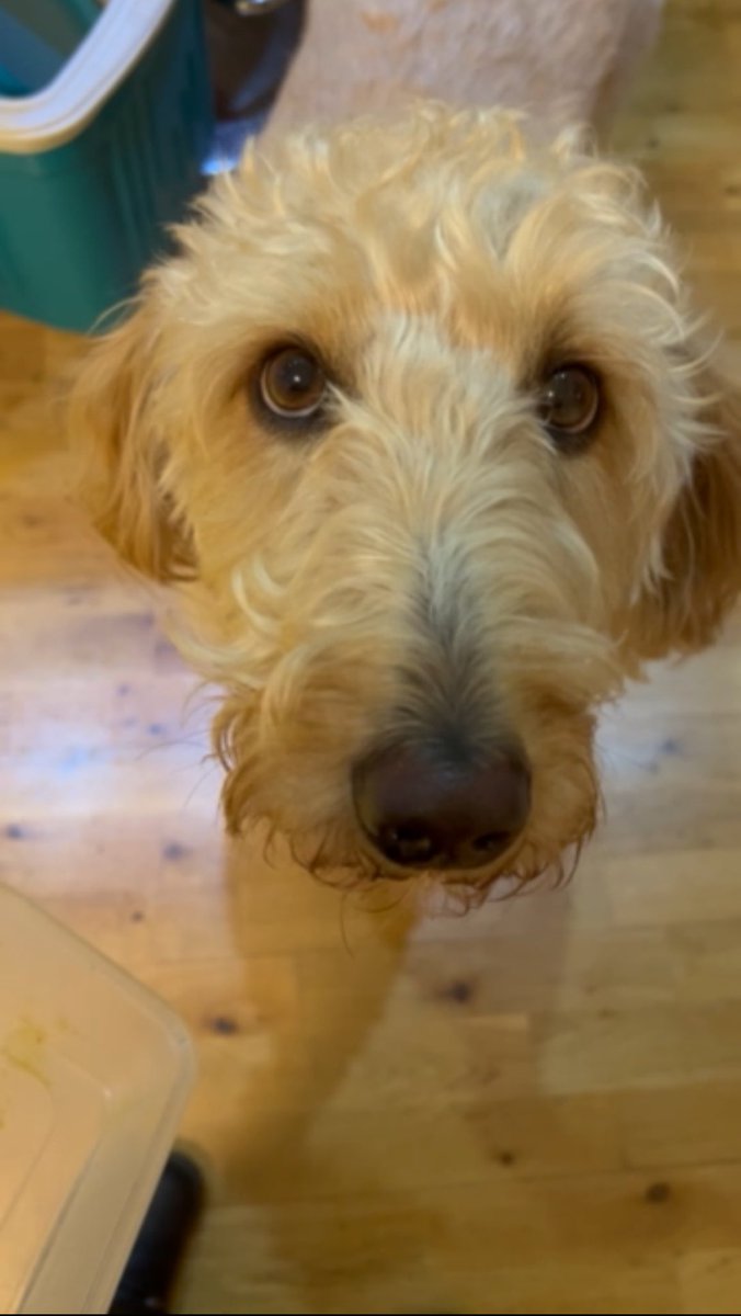 The look of a “left overs for lunch” thief