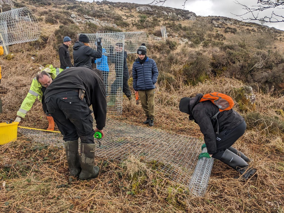 Last week, students from @BangorUni helped us protect young oak trees naturally regenerating on the ffridd at our Coed Crafnant Nature Reserve. These young trees should now thrive and help to expand our precious Celtic rainforest.🌳 📷 Ben Porter, NWWT northwaleswildlifetrust.org.uk/nature-reserve…