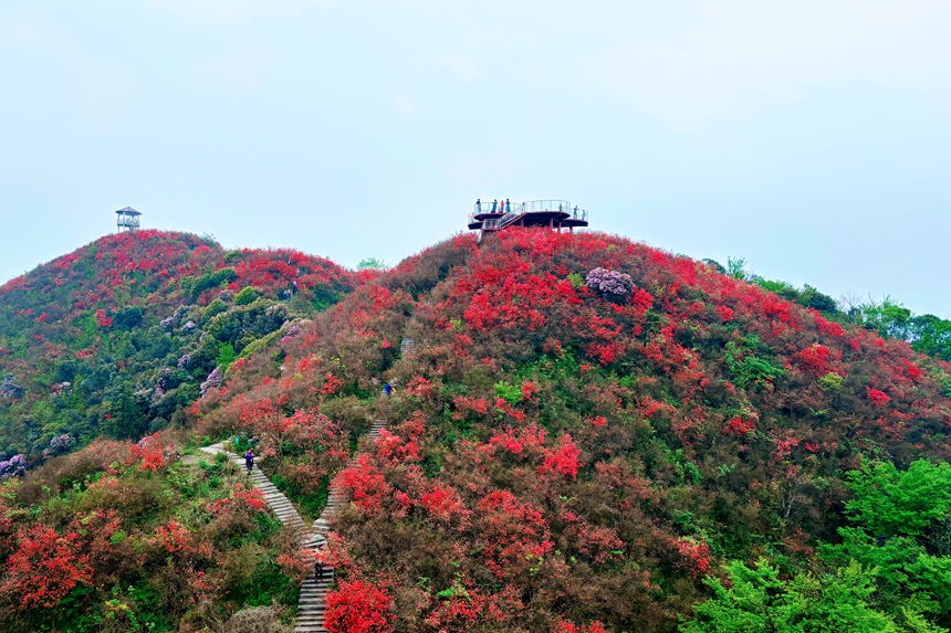 #JiangxiNatureBeauty: Embark on a journey of natural wonder in Xiangdong District, Pingxiang City, as azaleas burst into bloom across its scenic spots. 🌺🏞️ 

#HelloJiangxi #GreenJiangxi
#Jiangxi #江西 #AzaleasInBloom