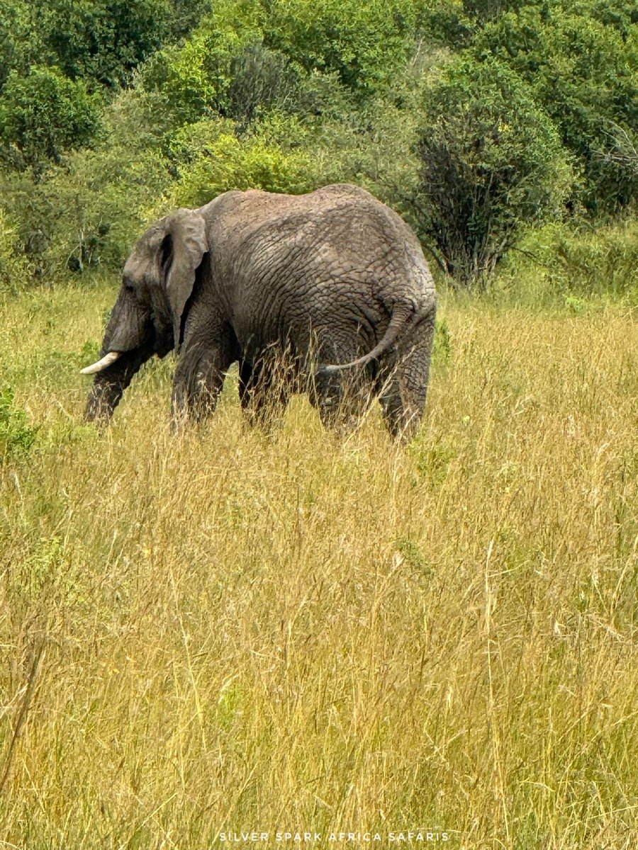 The only few old bulls we have in Mara Reserve. 
📷: E𝐥𝐞𝐩𝐡𝐚𝐧𝐭
#wildlife #tripadventure #AmboseliPark #gamedrives
#visitkenya #travel #tourism #kenya #traveling #tour #explore #naturephotography #natgeotravel #travellingthroughtheworld  #SilverSparkAfriaca #touroperator