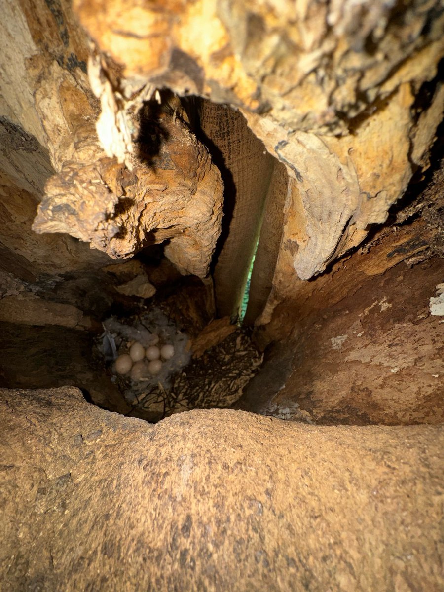 Oh Mandy, what have you done ?! Sitting a clutch of 7 where she ousted an incubating Tawny last season (owl egg broke in the fracas as I view from inside a Dipper tunnel nearby !) Confirmed Negative impact on native cavity species @ecoevoenviro @tonymcguire1966 @BirderSouth