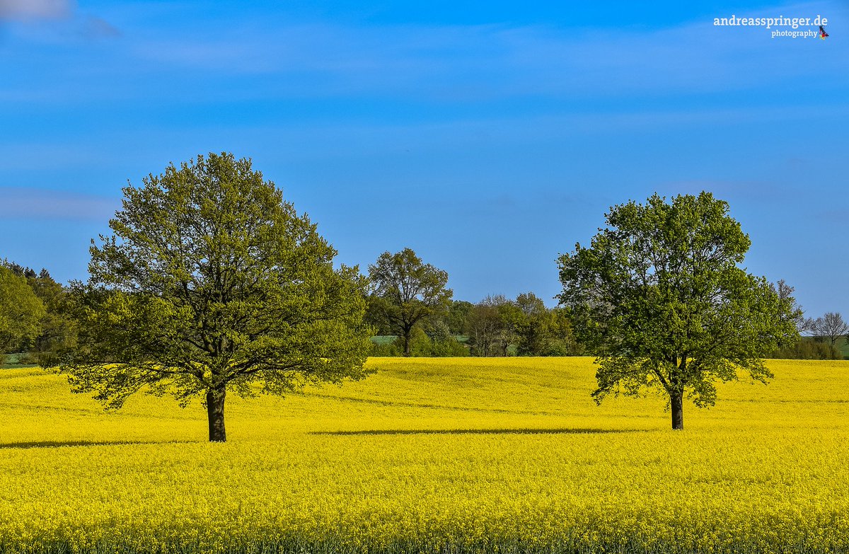 Rapsblüte 🇩🇪
andreasspringer.de 
#rapsblüte #raps #eyendorf #salzhausen #landkreisharburg #landschaft #landscape #landschaftsfotografie #landscapephotography #natur #naturfotografie #naturephotography #nature