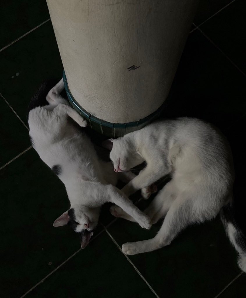 nmjire's tweet image. LOVE CAT MORE THAN U