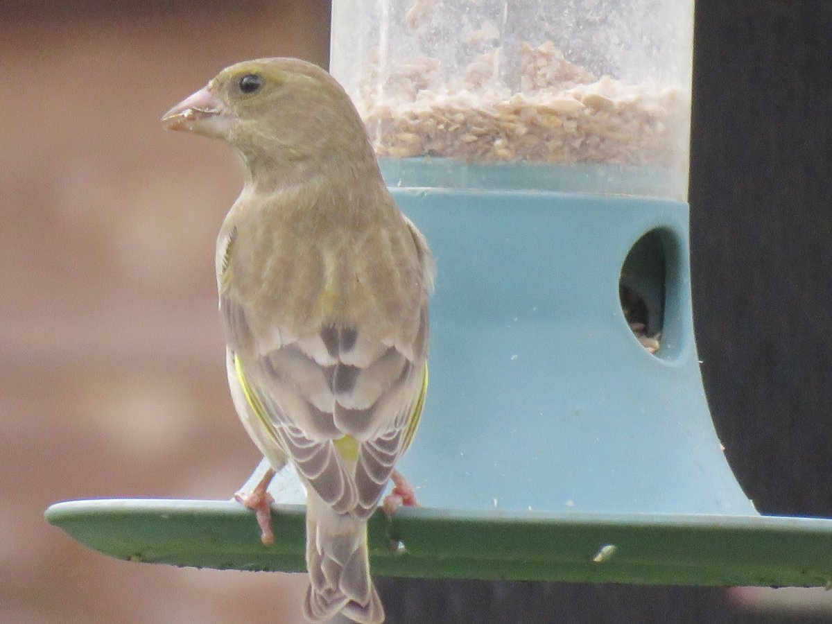 Lovely female greenfinch visiting the feeder #BirdsofTwitter