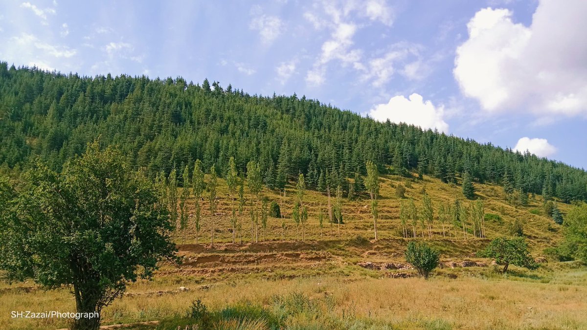 پکتیا اریوب ځاځی

#GreenAfghanistan