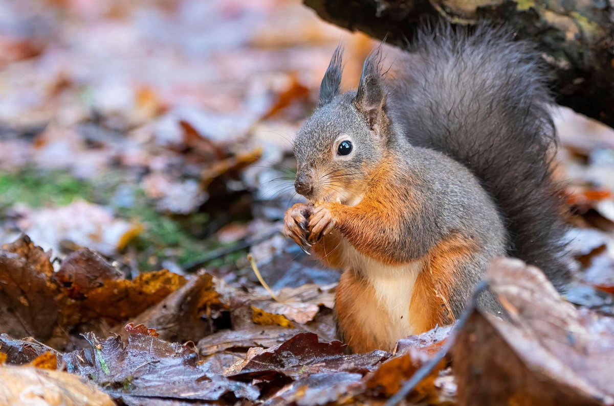 Beautiful red squirrel portrait captured by Opposite View Wildlife Photography 🐿️ 💕 🐿️ @thephotohour @scotsquirrels @SquirrelAccord @OurSquirrels @ScotSisterPhoto #redsquirrel #redsquirrels #TwitterNatureCommunity #WednesdayMotivation #wednesdaymorning