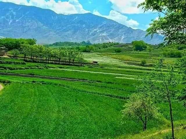 د ننګرهار ولایت د شیرزادو ولسوالۍ ښایستونه!

#GreenAfghanistan