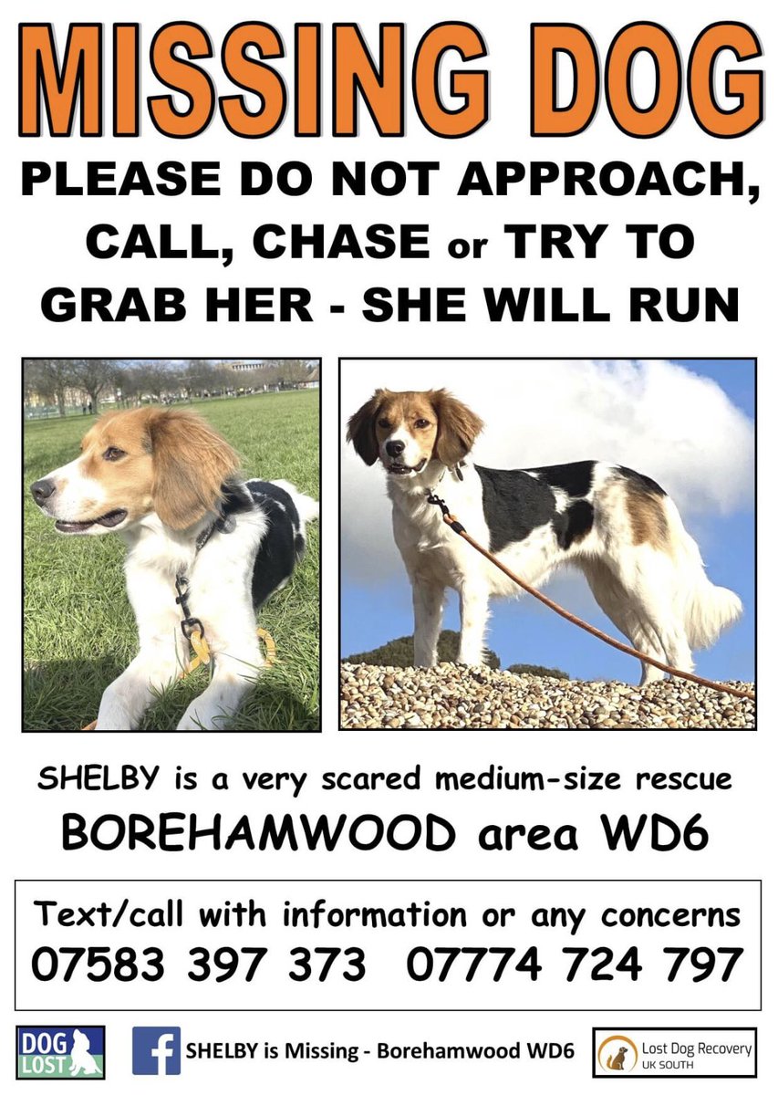 🆘 #Shenleybury #Shenley SIGHTINGS ONLY PLEASE ☎️ 07583 397373 #Lost #Dog #RescueDog #Help