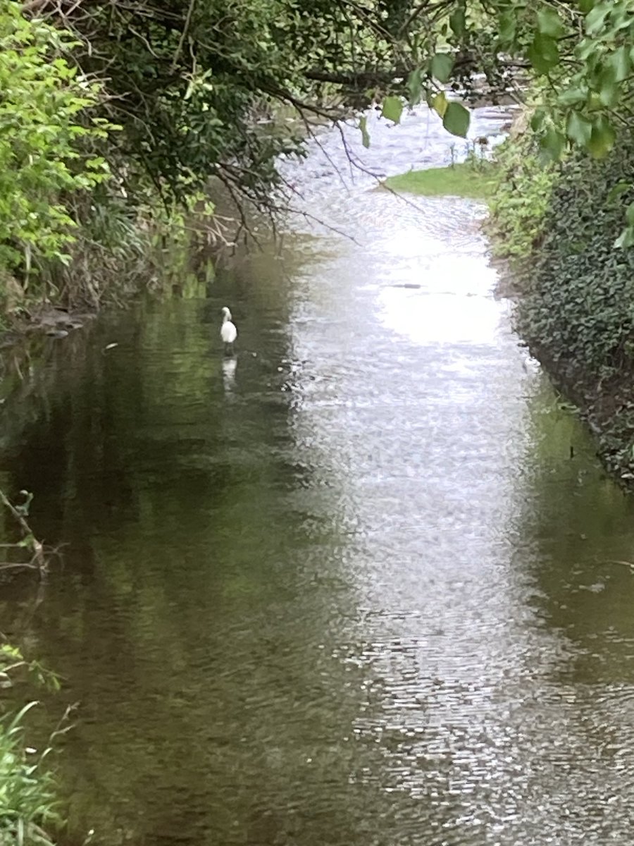 Our resident egret appeared contented breakfasting on the river Rib in town yesterday
#chalkstreams
⁦@BuntingfordTC⁩ ⁦@EastHerts⁩