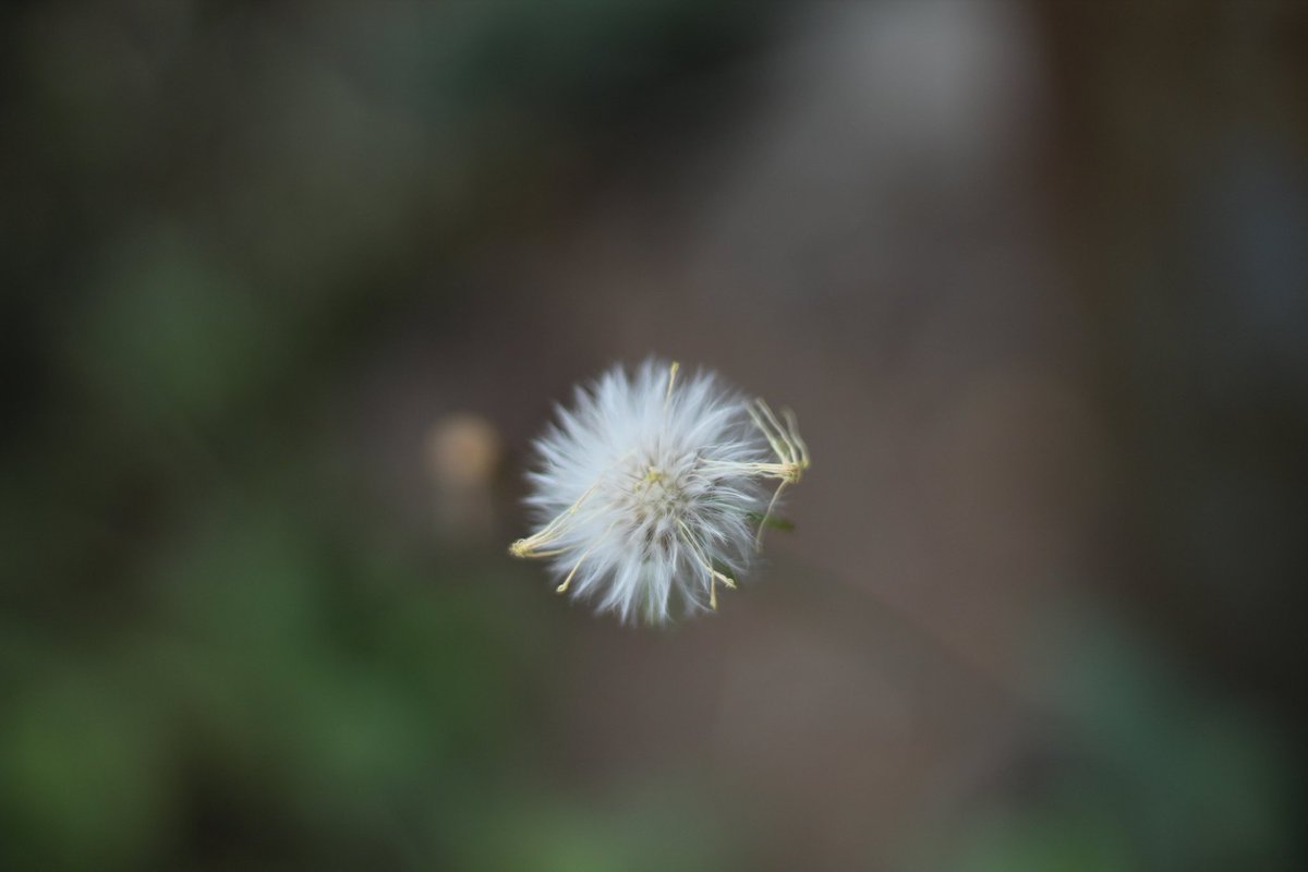 MiseGreat's tweet photo. Capturing the beauty of nature's delicate blooms at SA Photography Academy.
Excited to showcase the artistry of flowers through my lens. 📸
#FlowerProject #saphotographyacademy https://t.co/lS0sv4kGx6