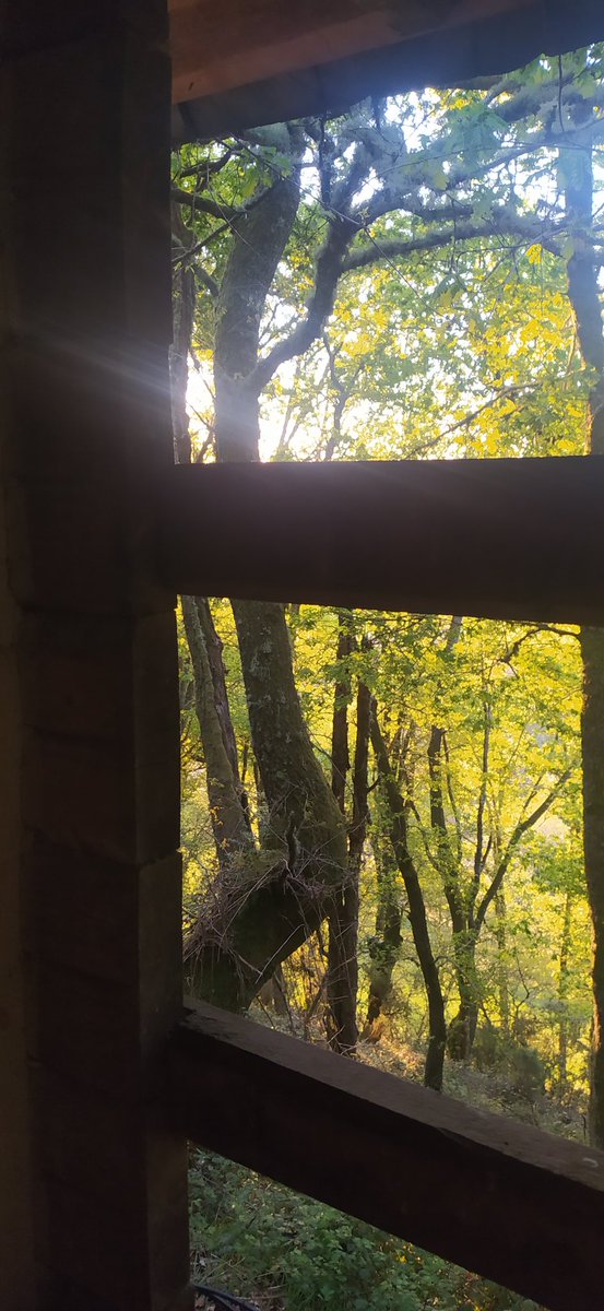 CAMBIAR DE VESTIMENTA El bosque se va desnudando de líquenes y musgos, su ropa de invierno para protegerse del frío Y van cayendo al suelo, nutriéndolo Al mismo tiempo, el bosque saca su ropa de verano en forma de hojas para protegerse del calor y la sequía Eficiencia natural