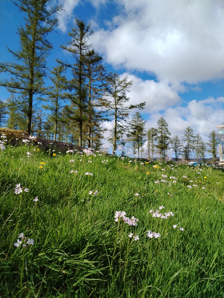 A bit of wildflower emerging & blooming as we let nature do her work @forestholidays Garwnant. Spotted & recorded Early Bumblebee, Red Mason bee, Mining bee, Eristalis Hoverflies & Common Pollen beetles. #natureconnection #pollinators #ForestFeeling