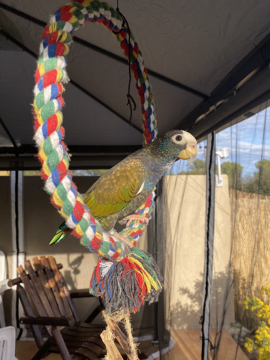 seraphiyym's tweet photo. @SleepyKyju i actually did this for my parrot, with a mosquito net, coast me 300€ for the pergola and 50€ the mosquito net, pretty cheap alternative https://t.co/oKFiKq4UBH