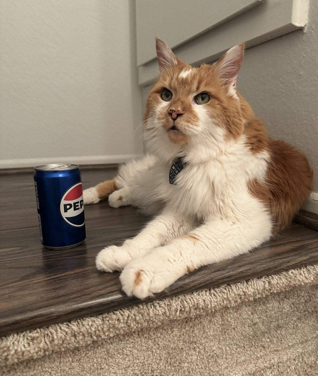 Is this beverage… for me? #CatsOfTwitter #xcats #wednesdays #pepsi