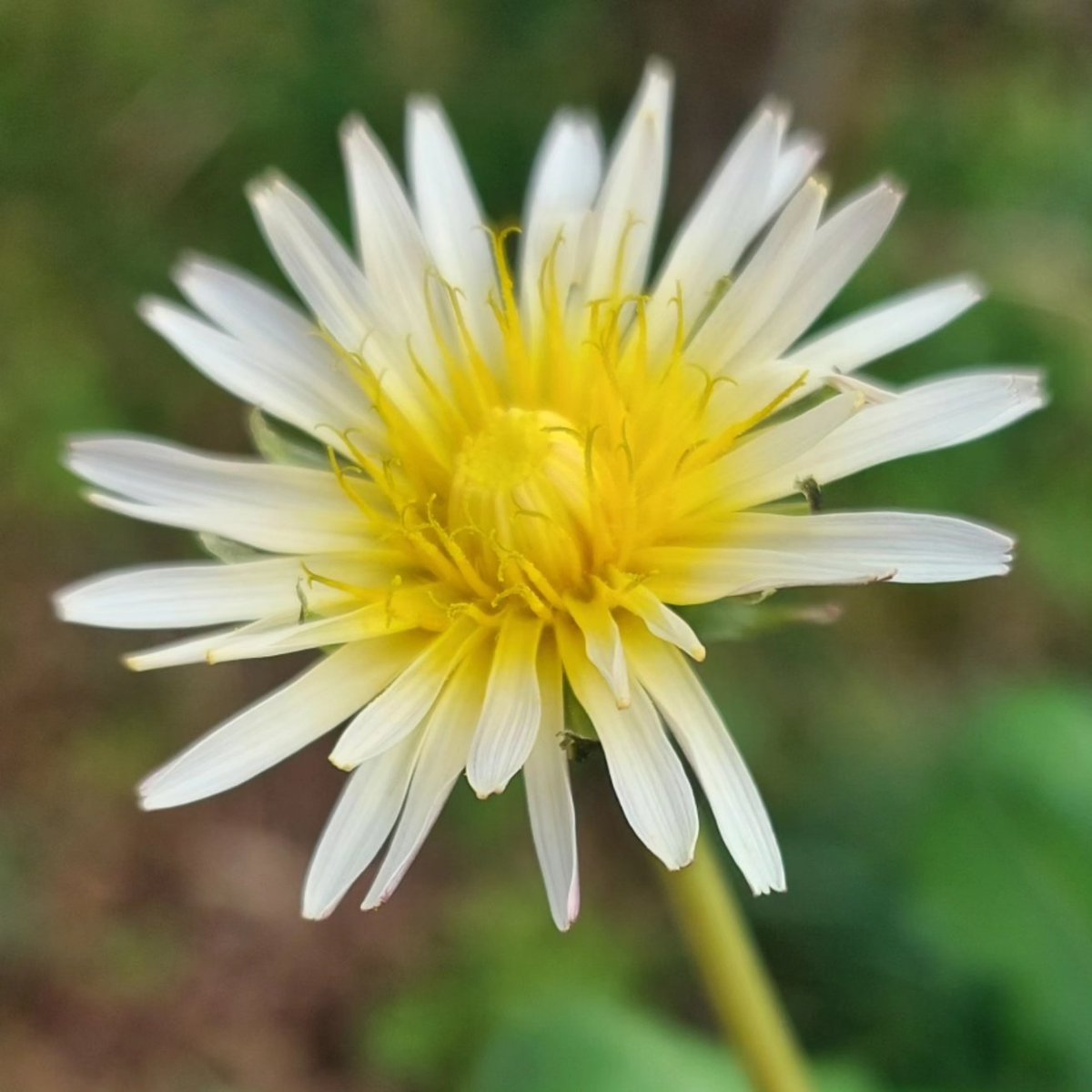 Feeling a bit late to the party but I finally have Taraxacum pseudoroseum. Smitten! The new flowers nearly white, becoming pink as they open. Have to see how it behaves here now. #dandelion #pinkdandelion #taraxacum #taraxacumpseudoroseum #peatfree #rareplants #newplants