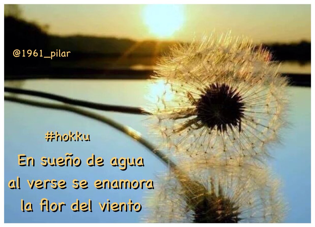 Un nuevo amanecer ¡Buenos días! En sueño de agua... ~hokku~ #LYF15 #VAFlorDePiel