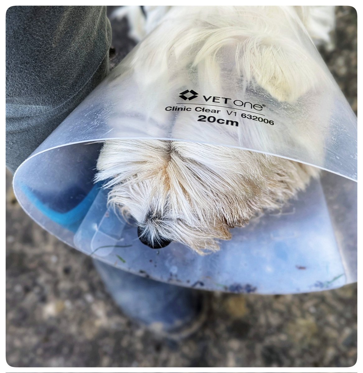 #Spring walks
And a Freddie #MyFoot and a cone 
A big thank you for everyone's kindness 
He is doing amazing 🌸
2nd check up tomorrow 
There is trust, so much trust 
Things that make me happy 💛
#Gentleness 💙
#Ready4Freddie 💚🐶 
#KeepGoing x⛅