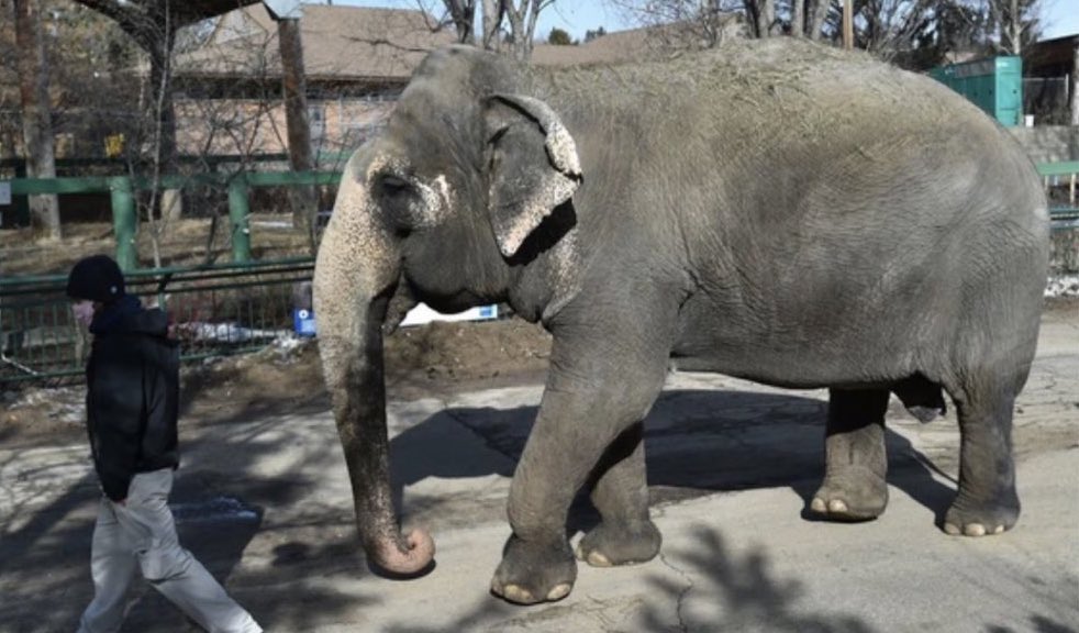 Despite the clear understanding that 🐘 are better housed in warmer climates, yegzoo has not taken any action to explore ways of moving Lucy safely to a more appropriate climate & are unwilling to consult with people who have expertise in moving 🐘 WHY is this @AmarjeetSohiYEG