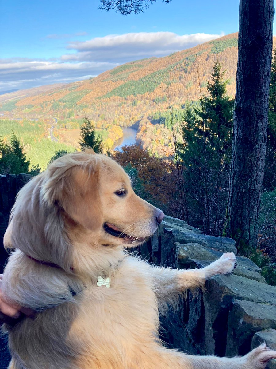 Happy 7th Birthday Bella 🐕! You started life as a pup in Uruguay 🇺🇾, followed by a stay in Chile 🇨🇱, and you’ve now made your home in Scotland 🏴󠁧󠁢󠁳󠁣󠁴󠁿.  ❤️ 

Feliz cumple Bella! Naciste en Uruguay, viviste en Chile y ahora en casa en Escocia. Te amo. 😘 #diplodog