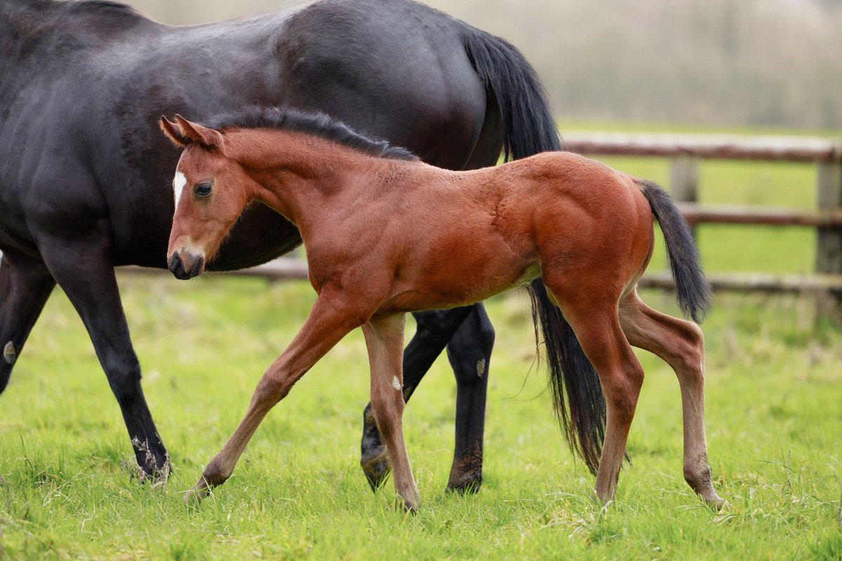 It’s not #FoalFriday ! 🤪 but look at him 😍 A colt from the first crop of dual Gr.1-winning champion #SEALIWAY!
