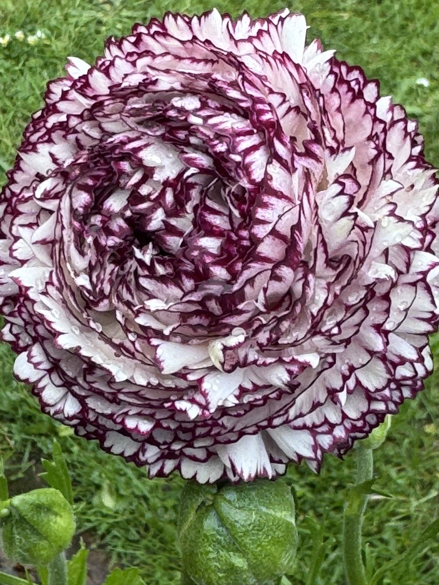 Good morning. This ranunculus is opening very slowly, probably wise as frost forecast tonight! I’m hoping they’ll be wrong 🤞 I need to sort out stock for the Henley shop today so probably not much time in the garden 😒 Hope you have a good day 🤞☀️