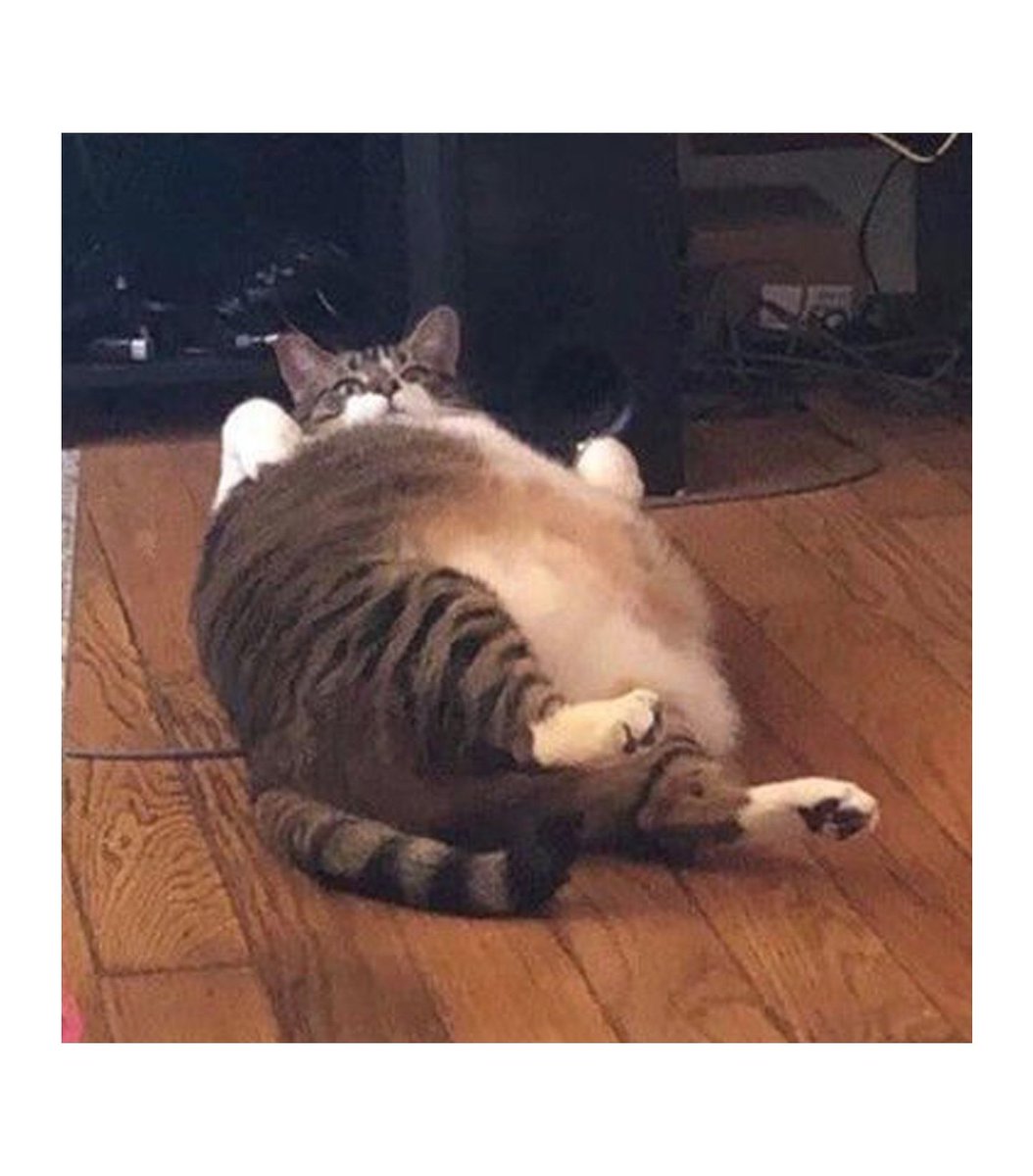 gentleeeeeeecat tweet picture